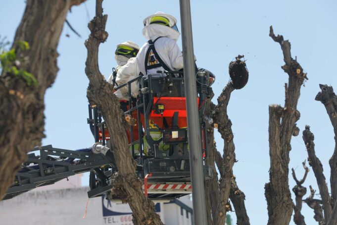 Un enjambre de abejas sorprende a los vecinos en la calle Ciudad Real de Paterna